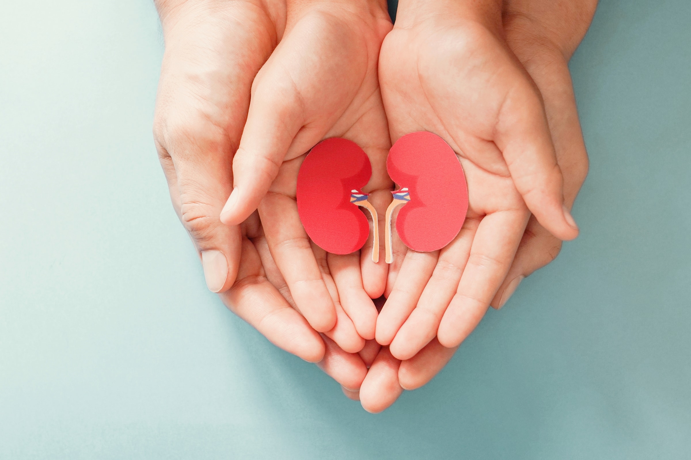 An adult's and a child's cupped hands together holding a paper kidney cut-out