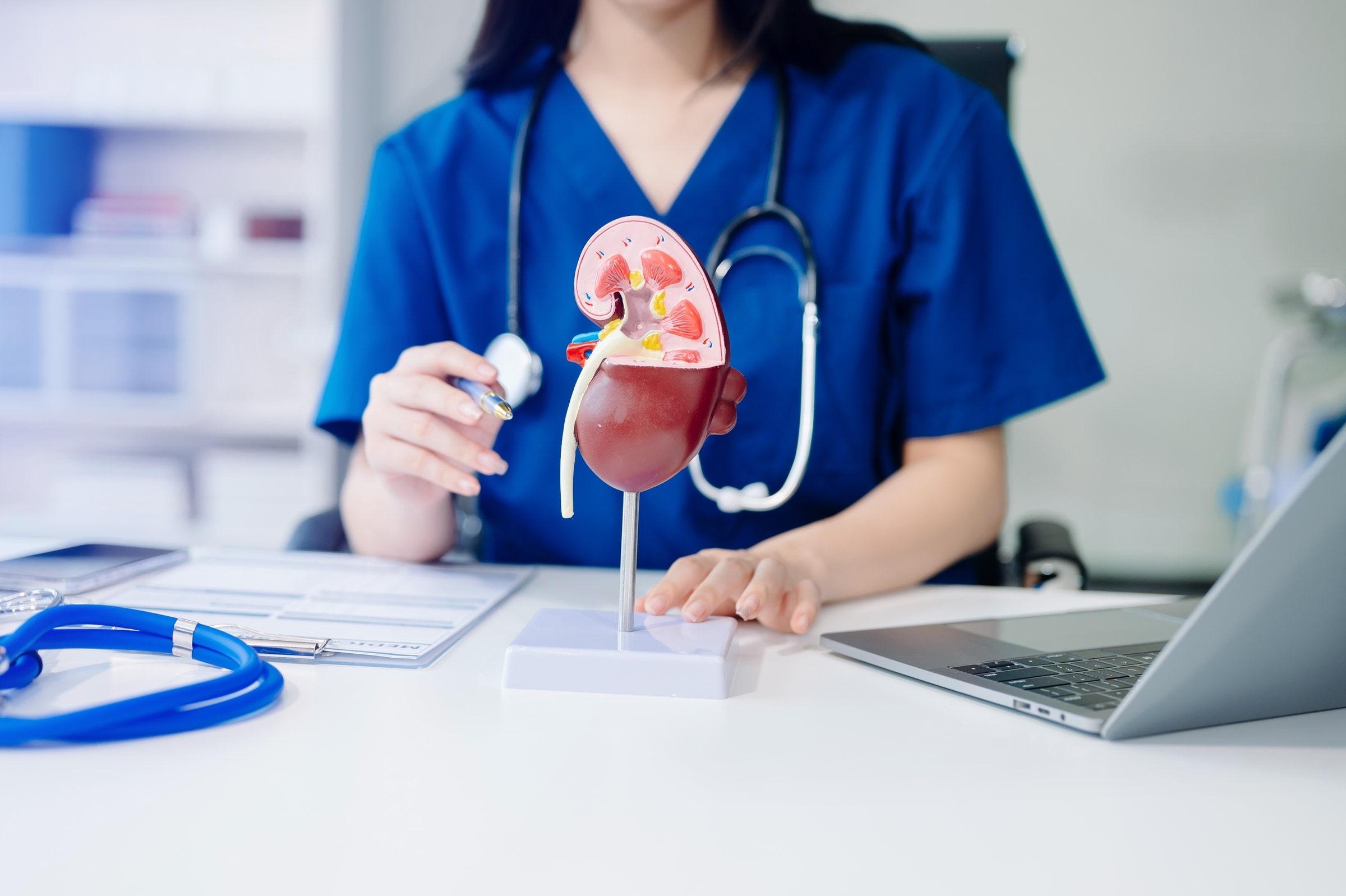 A nurse pointing to an anatomical model of a kidney on a consulting-room desk
